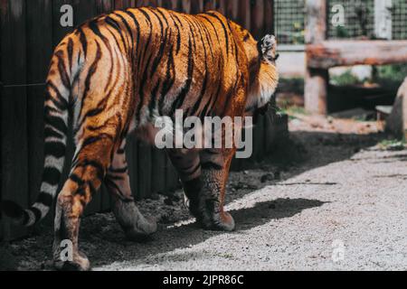 Indiano, tigre, Ranthambore, ZOO. Slovacchia Foto Stock