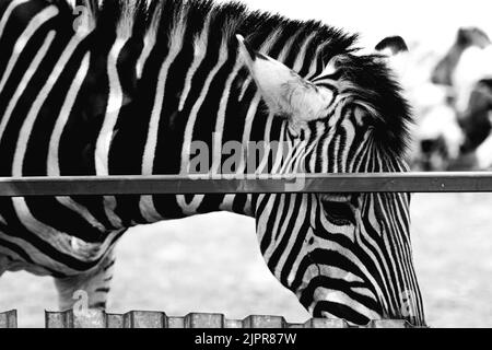 Zebra ritratto fatto a ZOO, SLOVACCHIA. Foto Stock