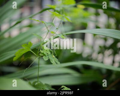 Fiore di zucca amaro e foglie verdi con gocce d'acqua in giardino. Foto Stock