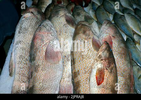 hamour pesce (cernia) in una bancarella di mercato su ghiaccio per la vendita a dubai Foto Stock