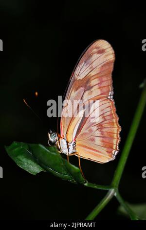bella farfalla seduta in una pianta con sfondo verde Foto Stock