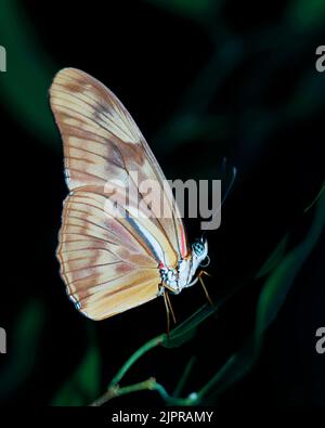 bella farfalla seduta in una pianta con sfondo scuro Foto Stock