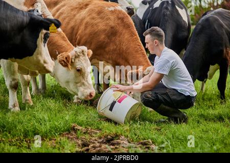 Alimentato a mano. Shot completo di un giovane agricoltore maschio che alimenta le mucche nella sua azienda lattiero-casearia. Foto Stock