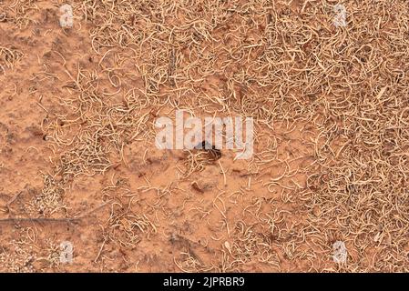 ANT Hill, Labyrinth Canyon, Utah. Foto Stock