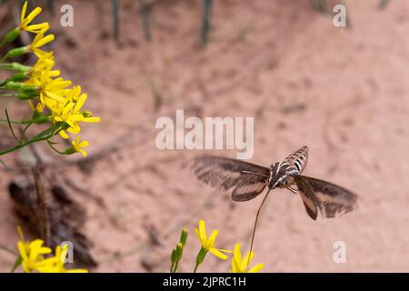 Falde bianche di sfinge (Hyles lineata), Canyonlands National Park, Utah. Foto Stock