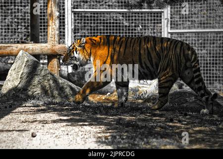 Indiano, tigre, Ranthambore, ZOO. Slovacchia Foto Stock