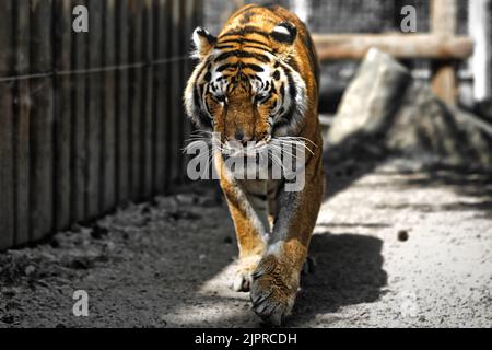 Indiano, tigre, Ranthambore, ZOO. Slovacchia Foto Stock