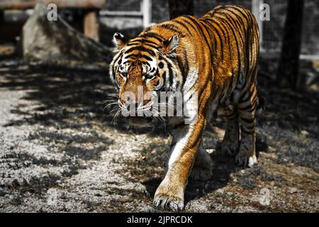 Indiano, tigre, Ranthambore, ZOO. Slovacchia Foto Stock