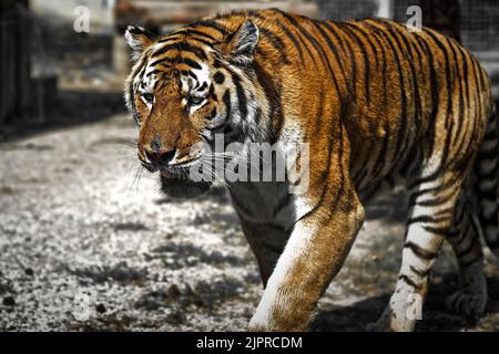 Indiano, tigre, Ranthambore, ZOO. Slovacchia Foto Stock