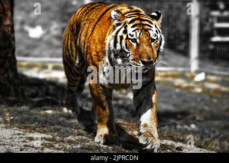 Indiano, tigre, Ranthambore, ZOO. Slovacchia Foto Stock