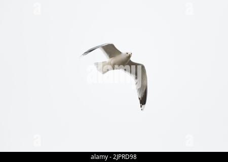 Gabbiano comune (Larus canus), guardando volare nella foto, Amburgo, Germania Foto Stock