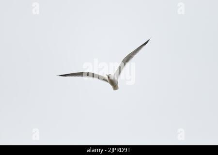 Gabbiano comune (Larus canus), volando in aria, Amburgo, Germania Foto Stock