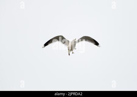 Gabbiano comune (Larus canus), volando in aria, Amburgo, Germania Foto Stock