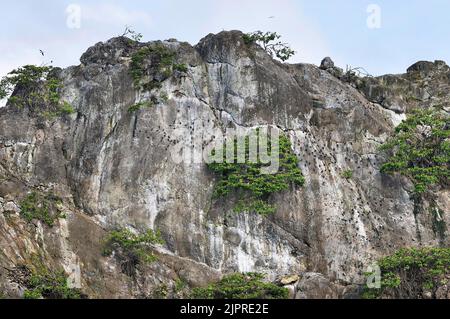 Sulid (Sulidae) nella scogliera dell'isola Manuelita vicino all'isola di Cocos, patrimonio dell'umanità dell'UNESCO, Costa Rica, America Centrale Foto Stock