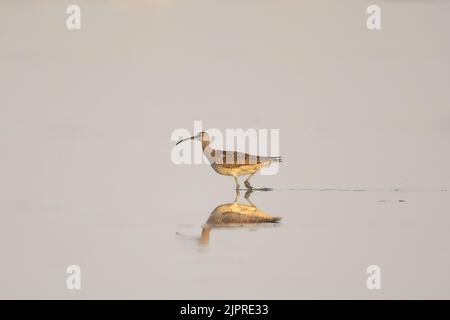 Whimbrel adulto che cammina in acqua limpida Foto Stock