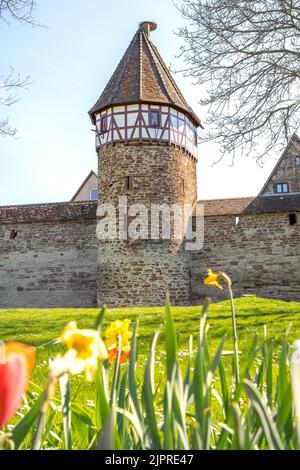 Vista sul Storchenturm e sulle mura della città in primavera, Weil der Stadt, Germania Foto Stock