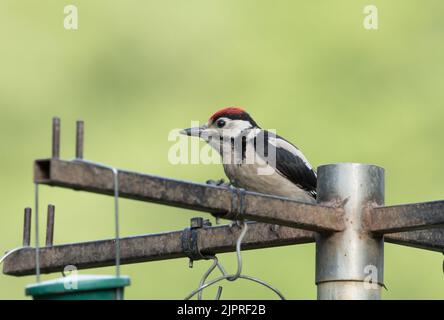 Picchio grande spottato giovanile su alimentatore di uccelli Foto Stock