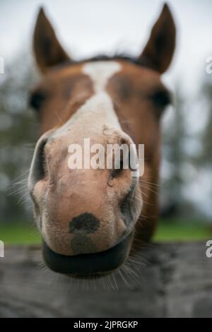 Cavallo, faccia, primo piano Foto Stock