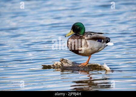 Mallard (Anas platyrhynchos), drake, in piedi su un pezzo di legno in acqua, Eifel vulcanico, Renania-Palatinato, Germania Foto Stock