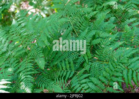 Matteuccia struthiopteris o felce di struzzo o felce di fiddlehead o felce di shuttlecock Foto Stock