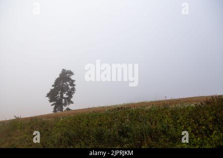 Un pino solitario cresce in un campo della campagna finlandese. L'aria è appannata e il cielo è grigio. Molto spazio vuoto. Foto Stock