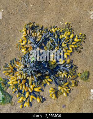 Bladderwrack o alghe marine (Fucus vesiculosus) al Mare del Nord, Germania Foto Stock