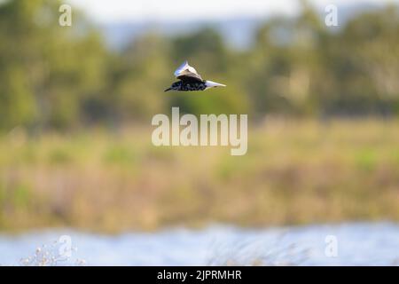 Una terna in volo, singola non-breeding, bianca-alata che scansiona il billabong palude in cerca di preda a San Lorenzo, Queensland Centrale, Australia. Foto Stock