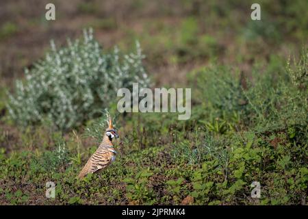 Un ritratto di un Pigeon Spinifex (Geoposy plumifera) sul terreno che si stagionano tra la macchia di sale e la copertura semarida del terreno a Winton, QLD, Australia. Foto Stock