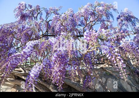 Blu viola Wisteria sinensis fiori graziosamente cascate lungo una recinzione Grecia. Fioritura viola lilla cinese glicine albero arrampicata muratura muro di pietra Foto Stock