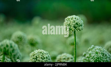 Fiori di cipolla fioritura cipolle, allini. Cipolle verdi. Ciclo di vita della cipolla. Fasi di sviluppo di ONION. I fiori di cipolla stanno fiorendo nei campi di be Foto Stock