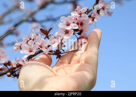 La mano della donna matura tocca il fiore di ciliegia. Albero di ciliegio in fiore Prunus cerasifera ramo Pissardii con fuoco selettivo contro il cielo blu Foto Stock