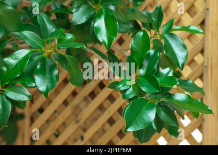 Foglie verdi di ficus benjamina su reticolo di legno sfocato. Casa in vaso pianta. Concetto di giardinaggio. Decorazioni interne. Luogo accogliente in giardino. Foto Stock