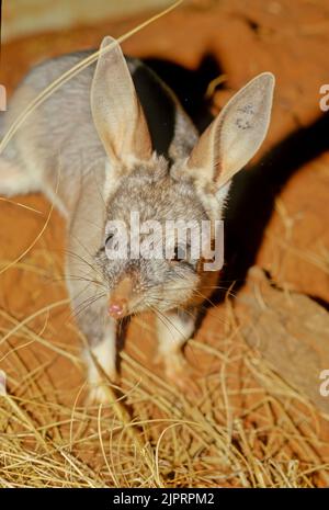La macrotis è un genere di omnivori marsupiali che vivono nel deserto, noti come bilbies o babbandicoots; sono membri dell'ordine Peramelemorpia Foto Stock