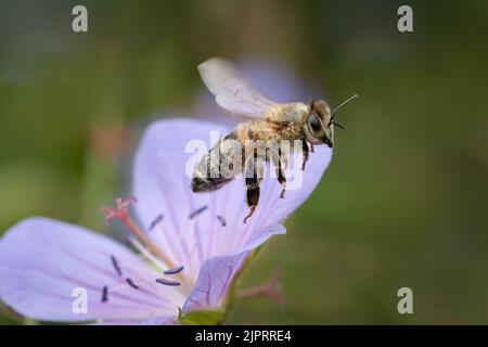 Hover-fly (pendolo di Helophilus), volo Foto Stock