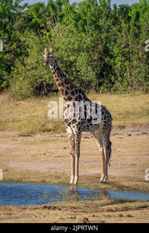 La giraffa meridionale si erge lungo il fiume con oxpeckers Foto Stock