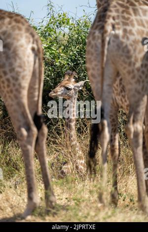 La giovane giraffa meridionale si trova tra due altre Foto Stock