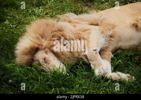 Un primo piano di un leone che dorme sull'erba Foto Stock