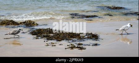 Mouette mangeant un Crabe sur la plage de Batz-sur-Mer (Ouest-Francia) Foto Stock