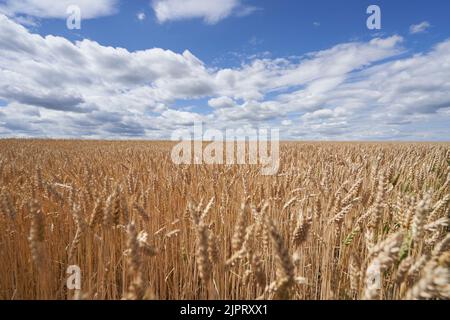 Spighe mature di grano in campo contro un cielo blu in Russia Foto Stock