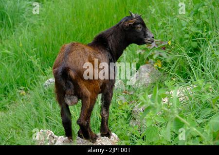 Indonesia Isola Alor - billy carino capra Foto Stock