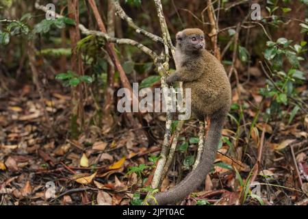 Lemuro di bambù minore orientale - Hapalemur griseus - tenendo un albero sottile, dettaglio primo piano Foto Stock
