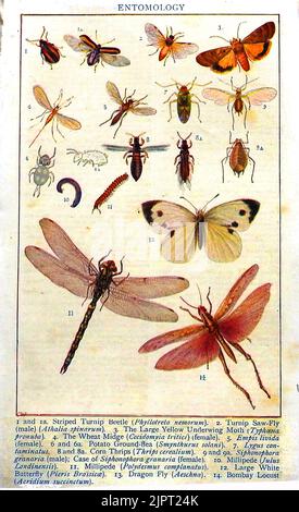 ENTOMOLOGIA - un primo inglese colorato educazione carta identità che mostra insetti, coleotteri, grubs e farfalle Foto Stock