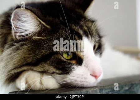 Primo piano di un gatto scruffy ragdoll Foto Stock