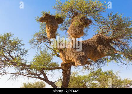 Uccello socievole di Weaver ( Philetairus socius ) Nest è stato fatto un albero di Acacia sulla strada C21 vicino al Fish River Canyon in Namibia, Africa meridionale Foto Stock