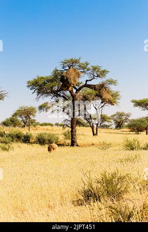 Uccello socievole di Weaver ( Philetairus socius ) Nest è stato fatto un albero di Acacia sulla strada C21 vicino al Fish River Canyon in Namibia, Africa meridionale Foto Stock