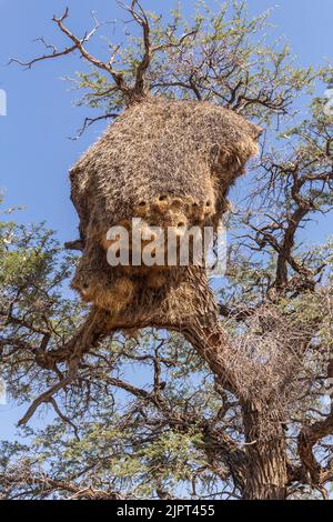 Uccello socievole di Weaver ( Philetairus socius ) Nest è stato fatto un albero di Acacia sulla strada C21 vicino al Fish River Canyon in Namibia, Africa meridionale Foto Stock