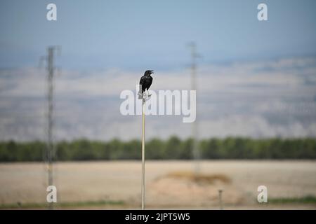 Corvus frugilegus, rook o rook appollaiati su una testa di irrigatore. Foto Stock