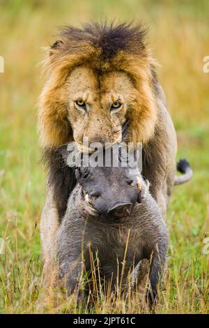 Grande leone maschio di colore scuro (Panthera leo) che porta la carcassa di un uccisione di warthog Foto Stock