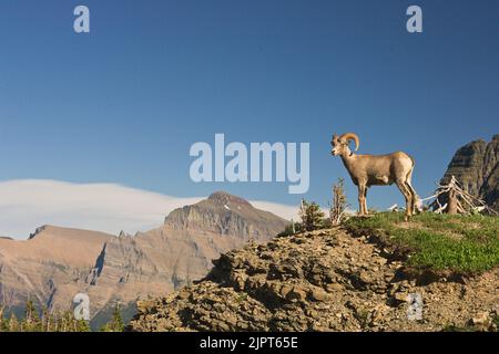 Giovane montone di bighorn (Ovis canadensis) sulla sporgenza contro cielo Foto Stock