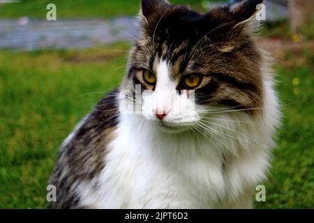 Primo piano di un gatto scruffy ragdoll Foto Stock